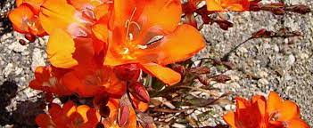 Tritonia Species, Flaming Freesia, Flame Freesia, Montbretia Bridal Veil