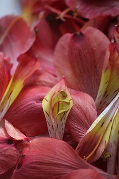 Tritonia Species, Flaming Freesia, Flame Freesia, Montbretia Pink Sensation