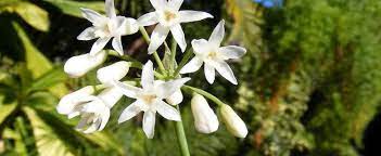 Tulbaghia, Sweet Garlic Alba