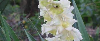 Gladiolus Hybrid, Gladiola Charlotte