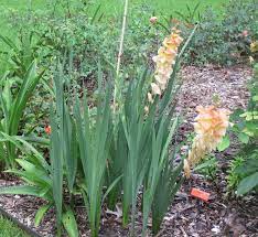 Gladiolus, Dwarf Gladiola Zoe