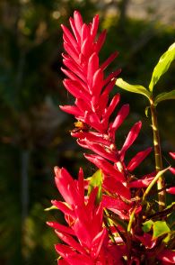 Alpinia, Ostrich Plume, Tahitian Red Ginger Tahitian Red