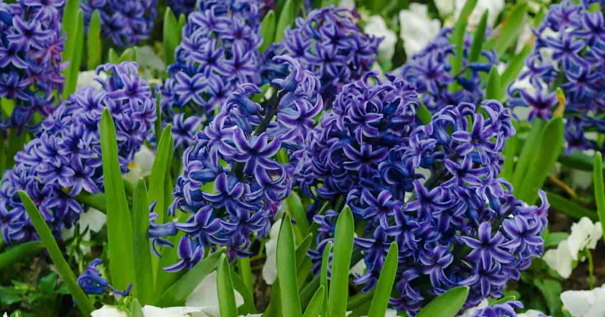 Hyacinthus Species, Dutch Hyacinth