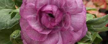 Ranunculus, Persian Buttercup, Turban Buttercup, Persian Crowfoot Bloomingdale Mix