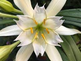 Pamianthe