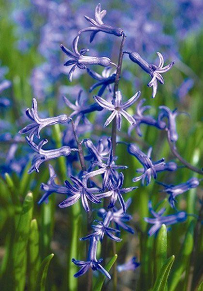 Hyacinthus, Heirloom Dutch Hyacinth Roman Blue