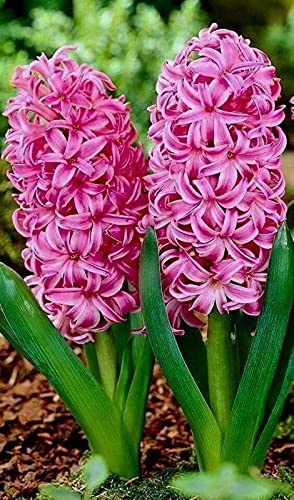Hyacinthus, Dutch Hyacinth Roman Pink