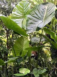 Cyrtosperma Species, Swamp Taro