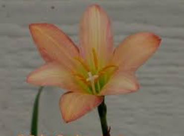 Zephyranthes, Fairy Lily, Rain Lily, Rainlily, Zephyr Lily Batik