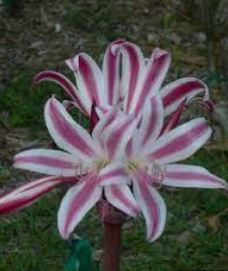 Cape Coast Lily, River Lily, Crinum Stars & Stripes