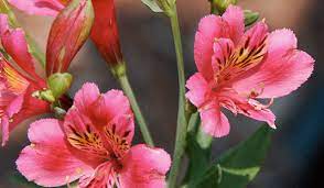 Alstroemeria, Peruvian Lily, Lily of the Incas Patricia Lynn