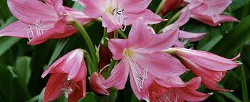Crinum Lily Elizabeth Traub