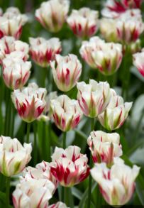 Viridiflora Tulip Flaming Spring Green
