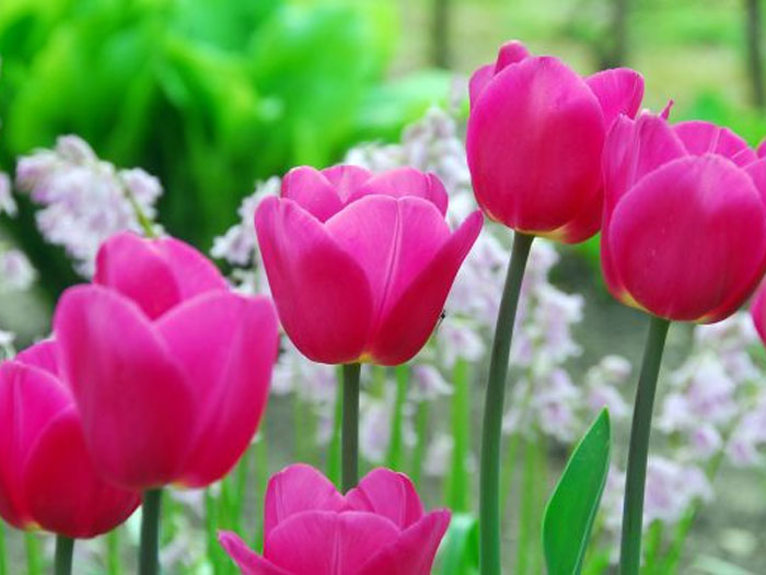 Triumph Tulip Jan Siemerink