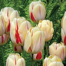 Darwin Hybrid Tulip Burning Heart