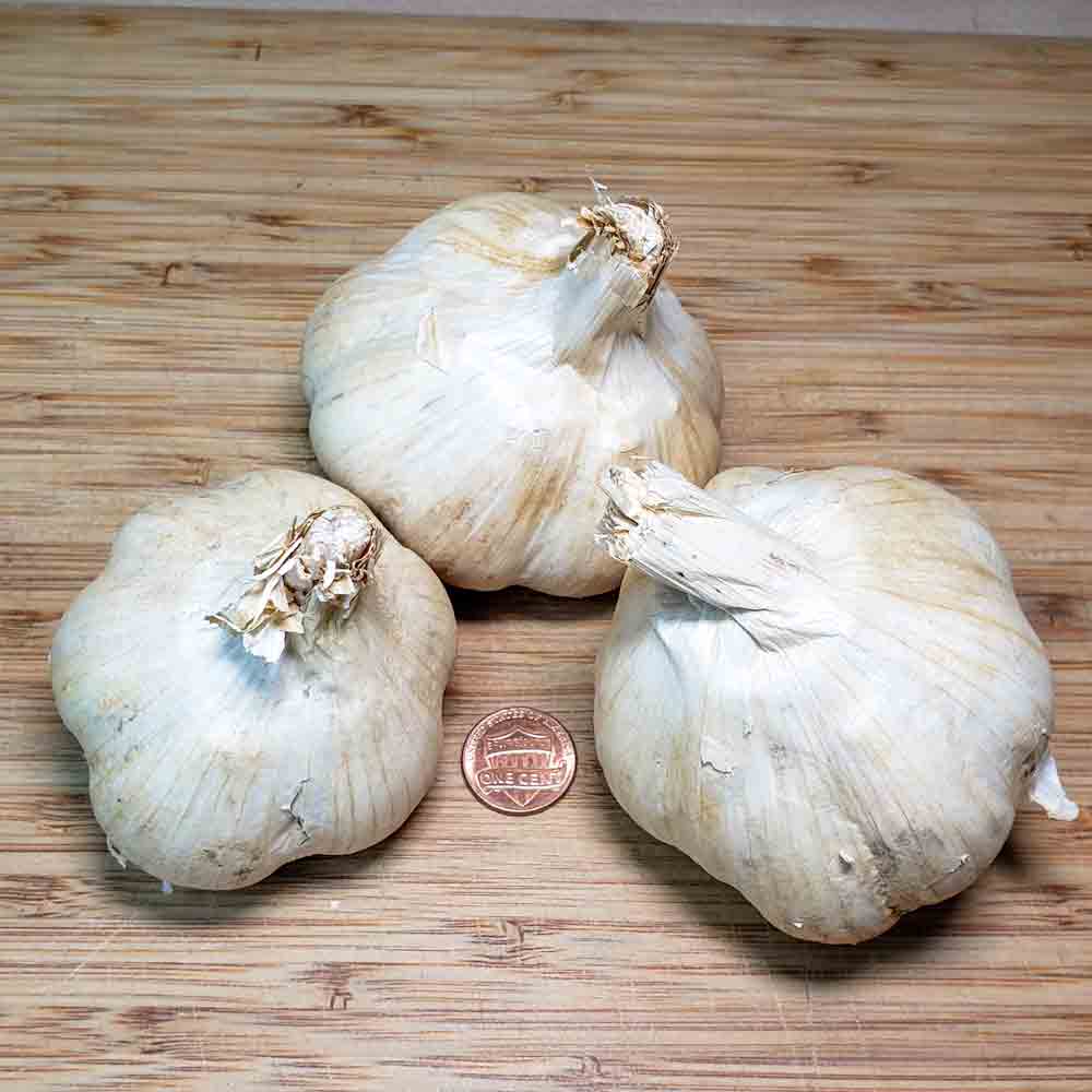 Allium, Hardneck Garlic, Rocambole, Serpent Garlic Killarney Red