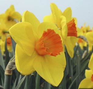 Long Cupped Daffodil, Large-cupped Daffodil Cameo Queen