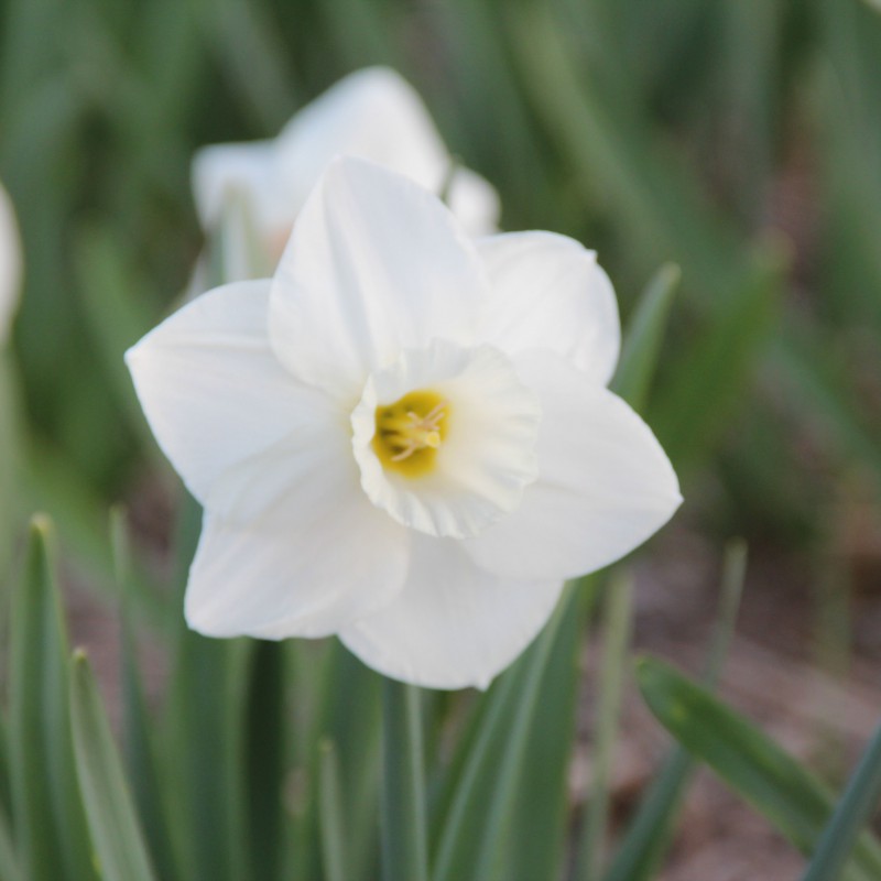 Long-cupped Narcissus, Large-cupped Daffodil White Plume
