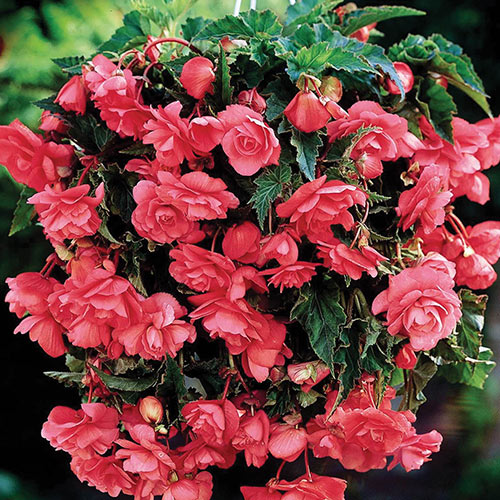 Hybrid Tuberous Begonia Hanging Basket Pink