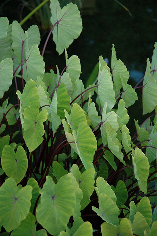 Colocasia, Elephant Ear, Taro Red Stem