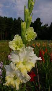 Gladiolus Laurita