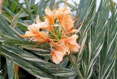 Hedychium, Variegated Butterfly Ginger, Ginger Lily 'Tahitian Flame'