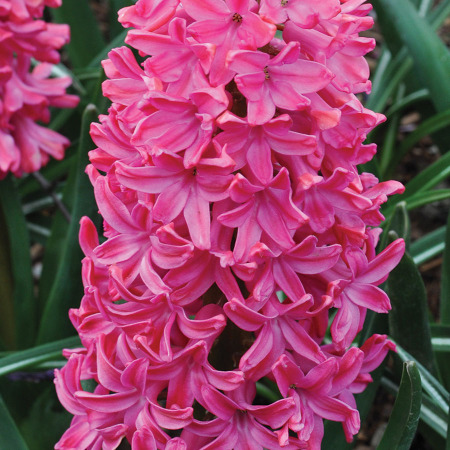 Hyacinthus, Dutch Hyacinth Amsterdam