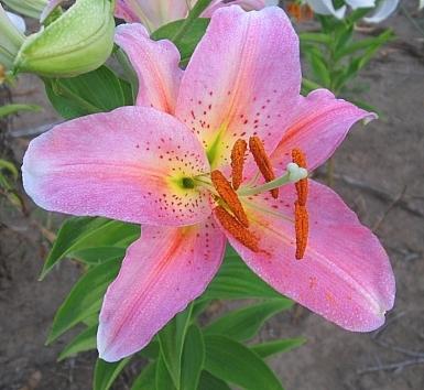 Oriental Lily Lombardia