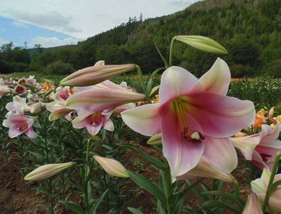 Longiflorum/Oriental Lily, LO Hybrid Prince Promise