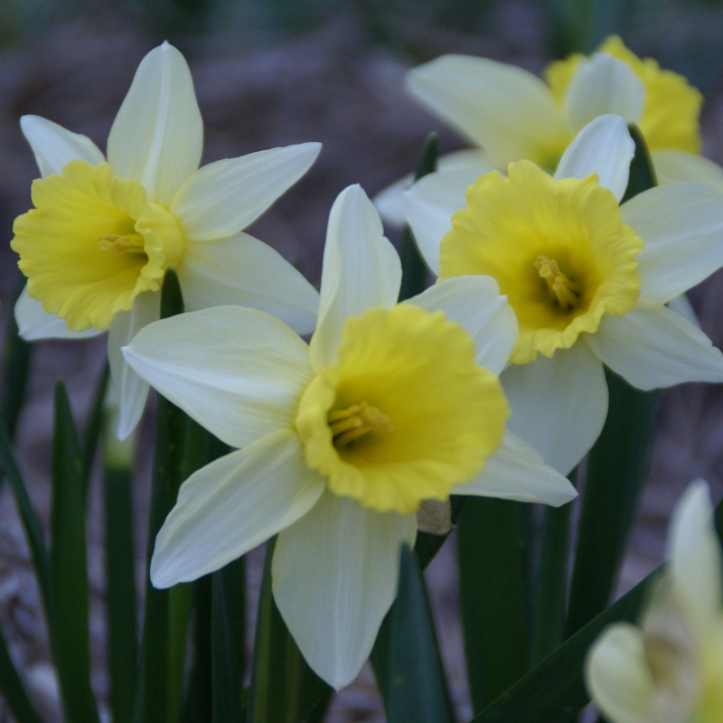 Trumpet Narcissus, Trumpet Daffodil February Silver