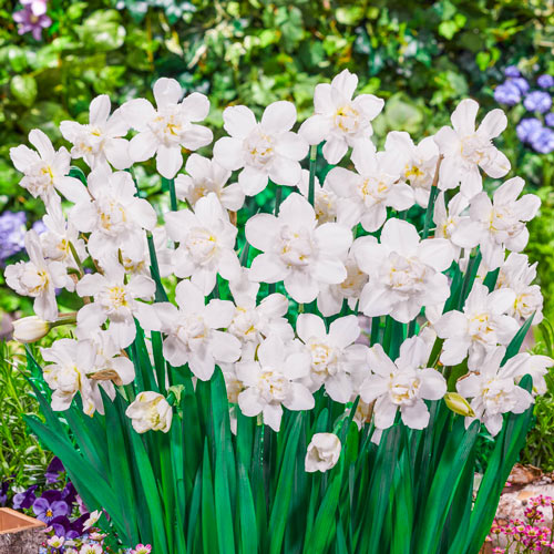 Double Narcissus, Double Daffodil Snowball