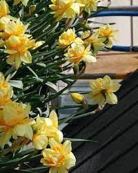 Double Narcissus, Double Daffodil Texas