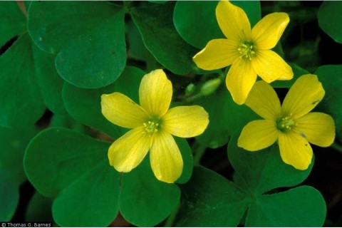 Oxalis Species, Yellow Eyed Sorrel, Wood Sorrel