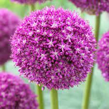 Allium, Giant Allium, Giant Onion Ambassador