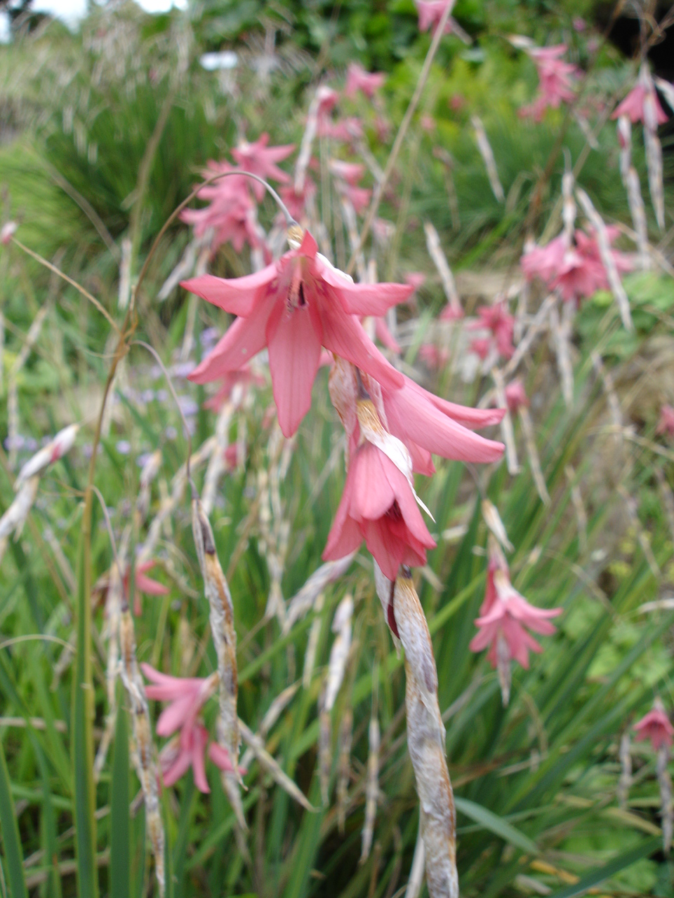 Dierama Species