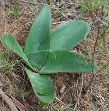 Crossyne Species