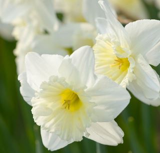 Long-cupped Narcissus, Large-cupped Daffodil Folly