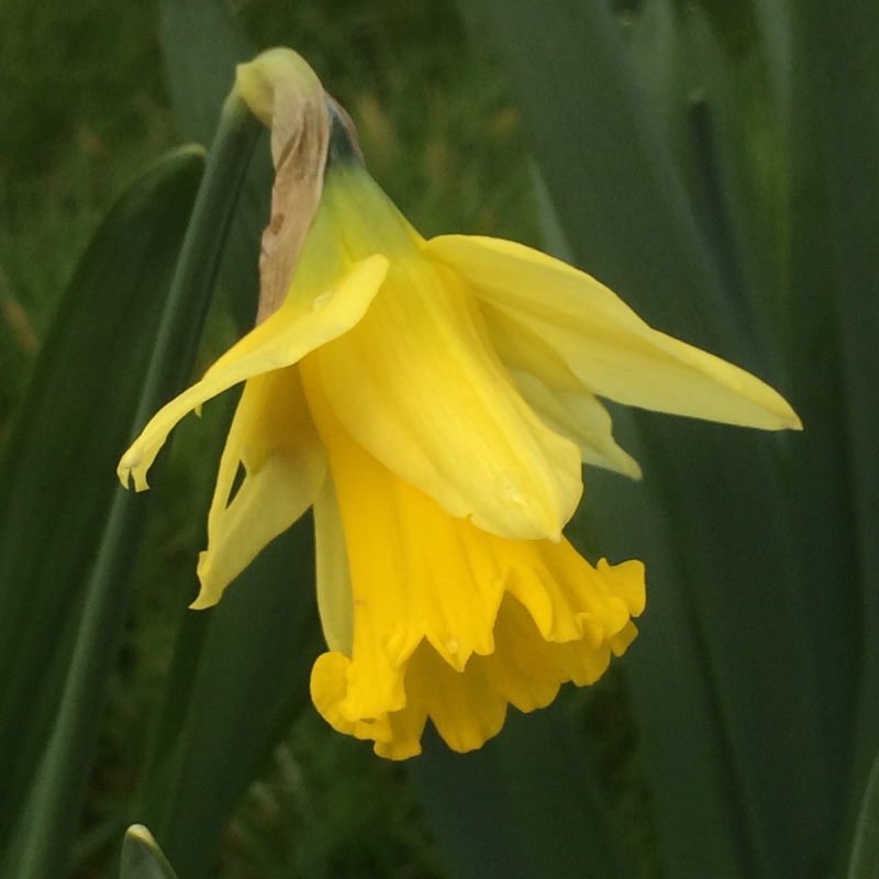 Trumpet Narcissus, Trumpet Daffodil Emperor