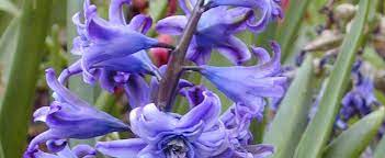 Hyacinthus, Heirloom Dutch Hyacinth Dreadnought