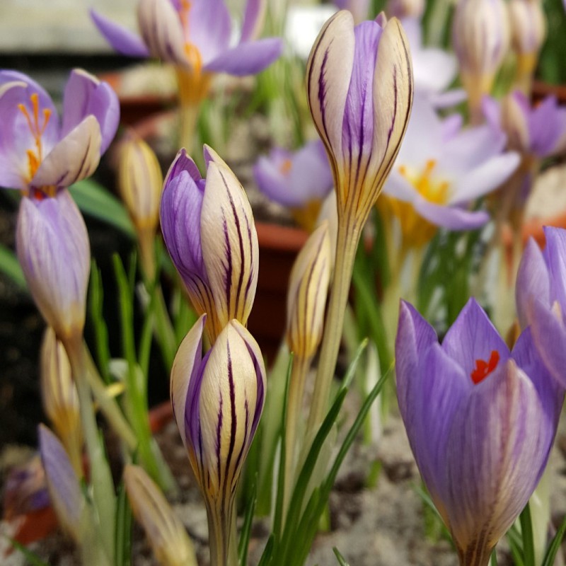 Early Crocus De Jager