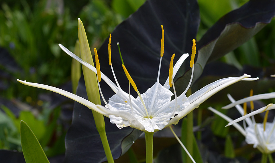 Traubs Spider Lily