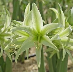 Hippeastrum, Amaryllis 'Evergreen'