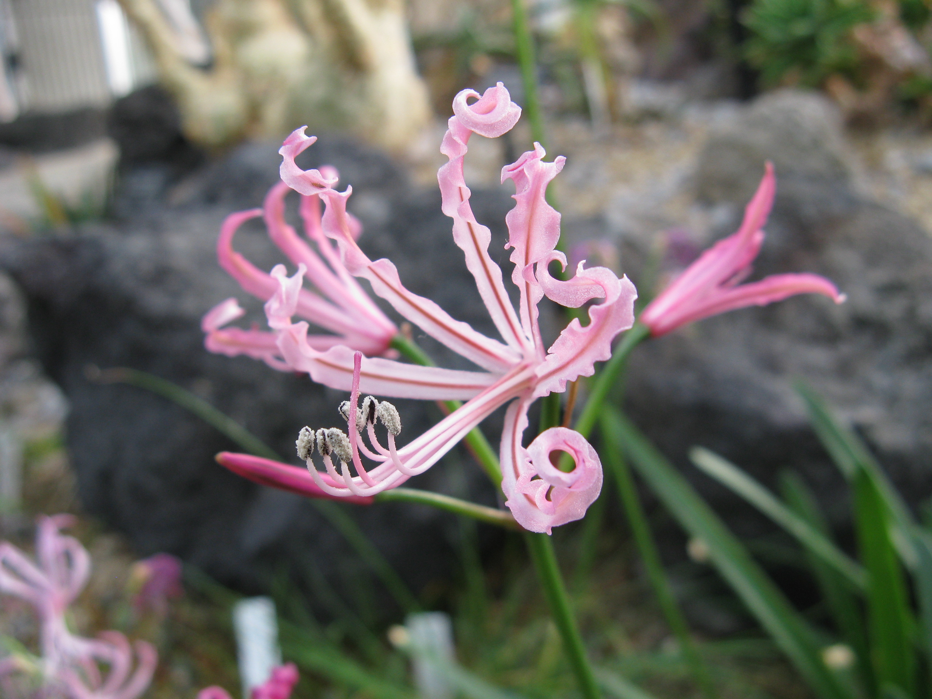Nerine Species, Cape Flower, Dwarf Nerine