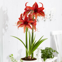 Hippeastrum, Amaryllis 'Bogota'