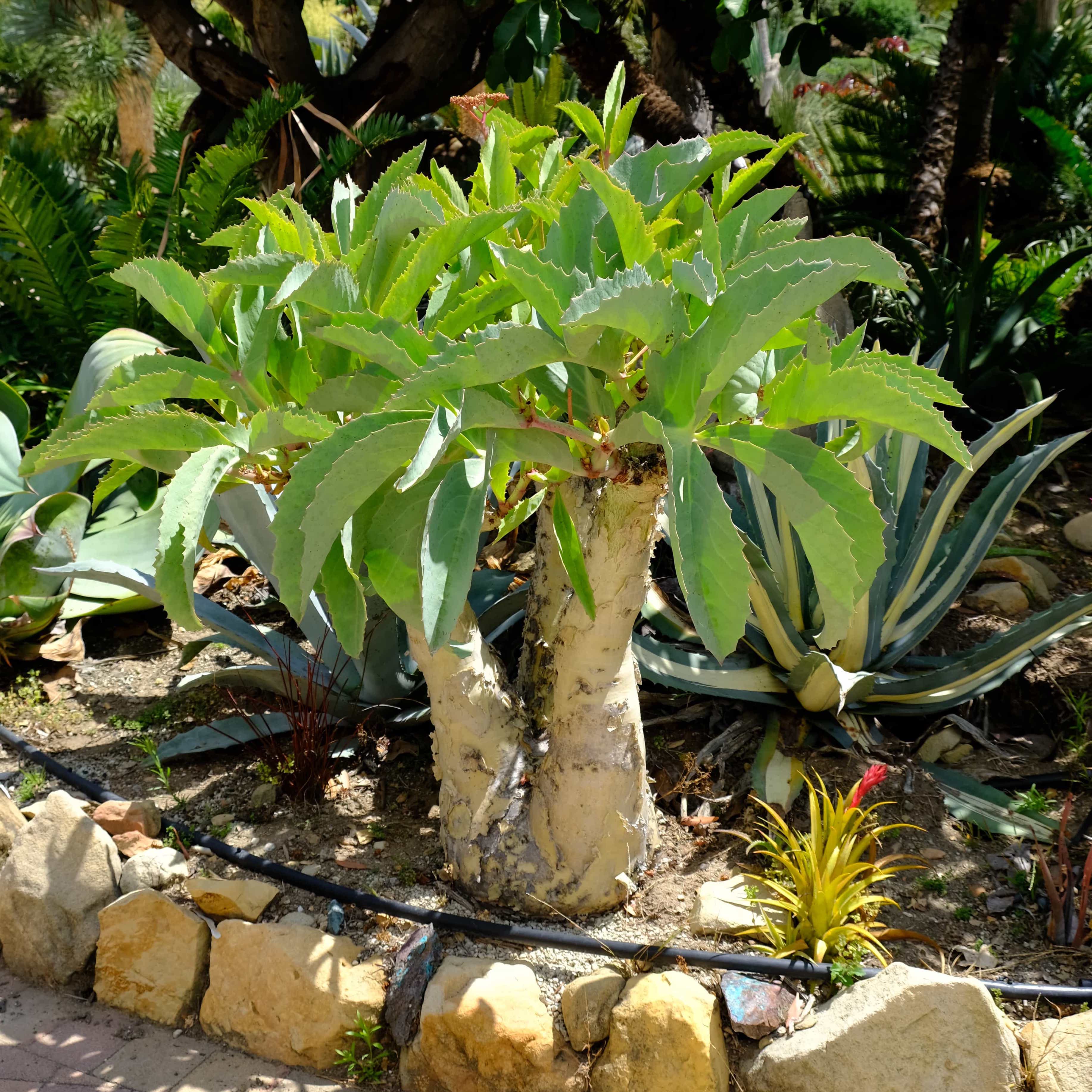 Cyphostemma