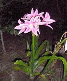Crinum Lily Parfait