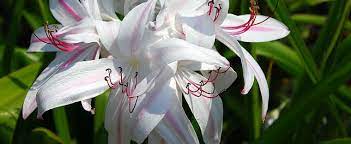 Crinum, Crinum Lily Royal White