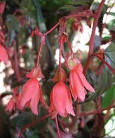 Begonia, Tuberous Begonia, Bolivian Begonia Bellfire