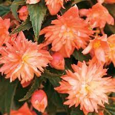 Bolivian Begonia Bellagio Apricot