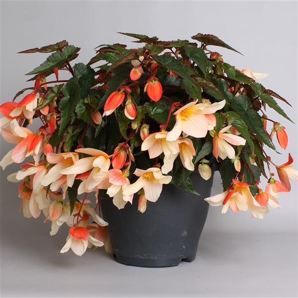 Bolivian Begonia Bellagio Blush